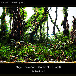 enchanted forest nature aquarium aquascape nigel aquascaping ciac rank 69