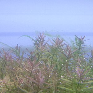 2rotala