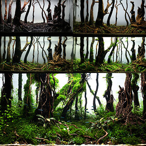 collage enchanted forest by nigel aquascaping done 2.0