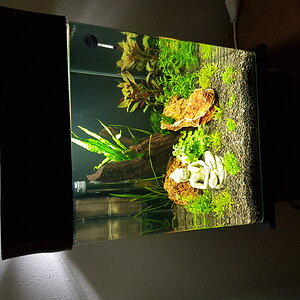 Betta Home