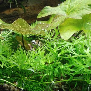 Ranunculus inundatus.