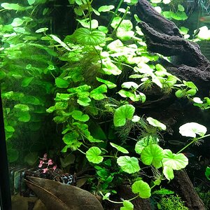 Aquarium 2