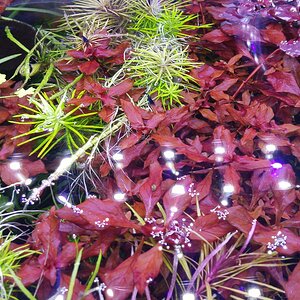 Ludwigia palustris (super red)