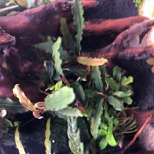 bucephalandra