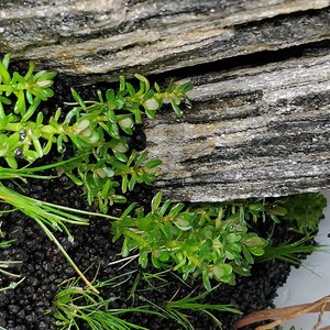 Rotala