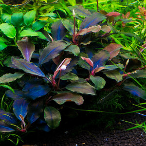 Persicaria sp. 'Kawagoeanum'