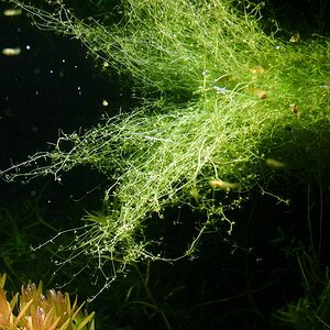 Utricularia