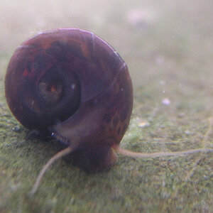 Schnecke 200308