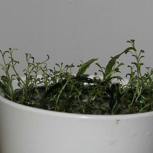 Glossostigma-emers-005-klei