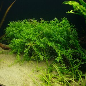 Rotala 03