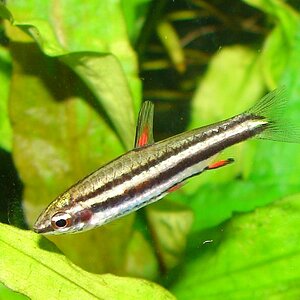 Nannostomus Marginatus