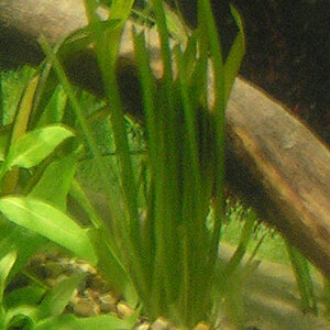 Sagittaria Bündel