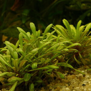 Pogestemon Helferi ?