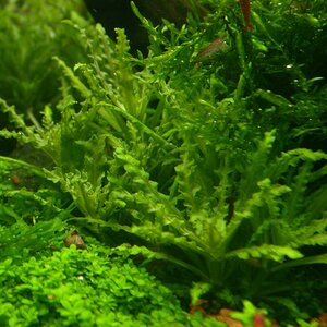 Helferi1