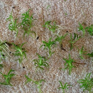 Pogostemon Helferi, 18st