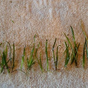 Vallisneria Nana, 10-15cm, 17st.