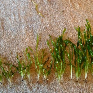 Vallisneria Americana Var. Biwaensis, 8-32cm, 17st.