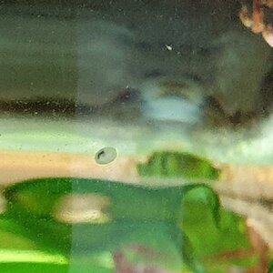 Schnecke3