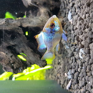 Ramirezi 4