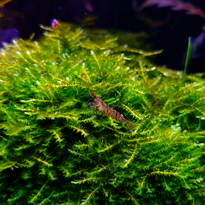 Neocaridina heteropoda var. Red