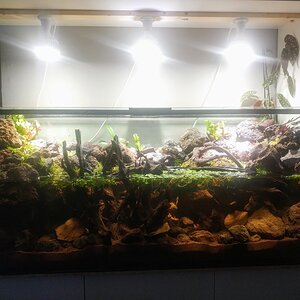 Schwarzwasserpaludarium