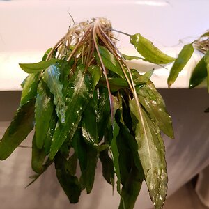 Wendts Wasserkelch grün, Cryptocoryne wendtii "Green"