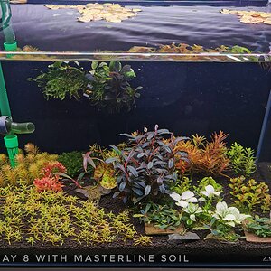 Masterline Soil Day 8.jpeg