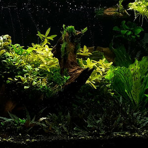 Aquarium_160l-2020_08.jpg