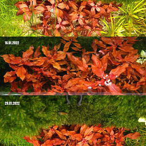 Ludwigia-palustris-red-29.01.2022.jpg