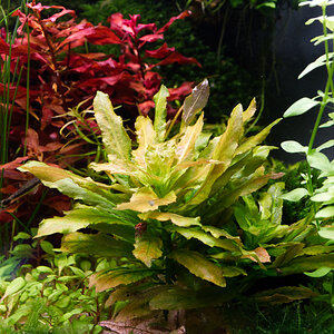 Ludwigia_Sphaerocarpa-Frontalansicht.jpg