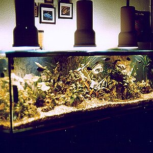 aquarium1 1986.jpg