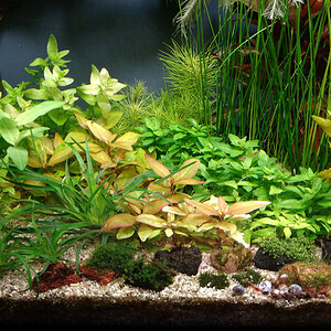 Alternanthera_Pogostemon_Frontalansicht.jpg