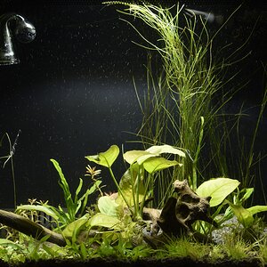 Fluval Flex 34.JPG