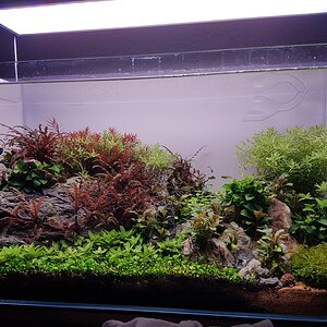Medium 'Mein erstes Aquascape' im Album 'Mein Aquarium'