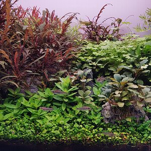 Medium 'Die Bewohner' im Album 'Mein Aquarium'