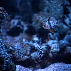 Medium 'Unterwasserwelt' in der Kategorie 'Example category'