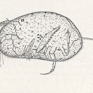 Heterocypris Incongruens