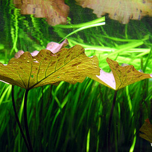 8.06.08nymphaea Lotus1