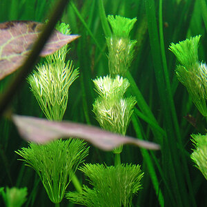 8.06.08nymphaea Lotus3