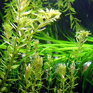 08.06.08rotala Rotundifolia3