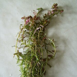 Rotala rotundifolia