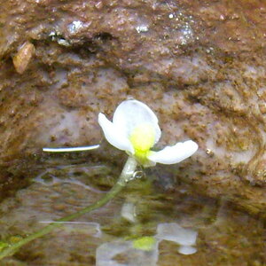 Sagittaria Subulata 2