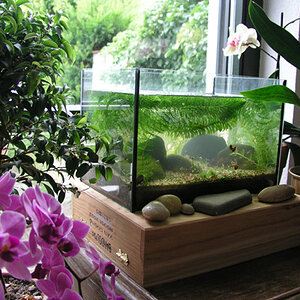 Aquarium & Orchideen