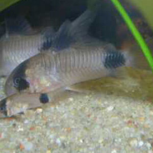 Corydoras Panda Mit Jungen