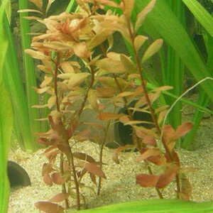 Ludwigia Inclinata