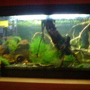 Garnelenaquarium - 003