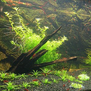 Rotala Sp. Green