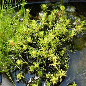 Myriophyllum Mezianum