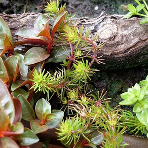 Myriophyllum Myriophylloides - Emers