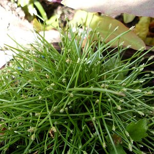 Eleocharis Spec. - Emers